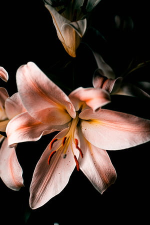 A close up of a flower on a black background, Lily Aesthetic, HD phone wallpaper