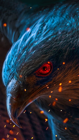 Eagle for Android, Angry Eagle, HD phone wallpaper