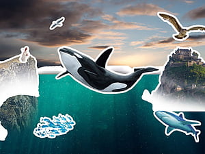 Willy Returns manipulation Tutorial, HD wallpaper