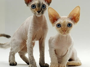 Siblings, Devon Rex, HD wallpaper