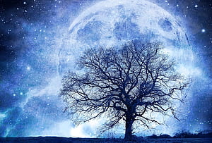 Space Tree, HD wallpaper