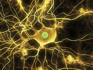 Cell Structure and Function Knowledge Center, HD wallpaper