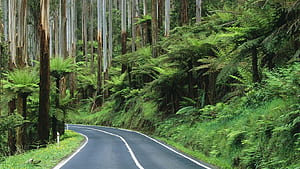Australia Yarra Ranges National Park roadnforest, Australian Nature, HD wallpaper
