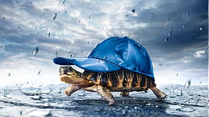 Cool Turtle, HD wallpaper