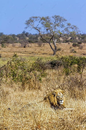 Lion From Africa Captured In Kruger, Kruger National Park, HD phone wallpaper