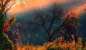 Trees, , Tree, HD wallpaper