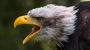 Eagle Head, HD wallpaper