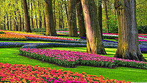 Spring Yard, HD wallpaper