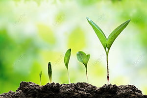 Tree Sapling Background , Cool, HD wallpaper