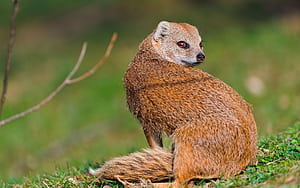 Mongoose, HD wallpaper