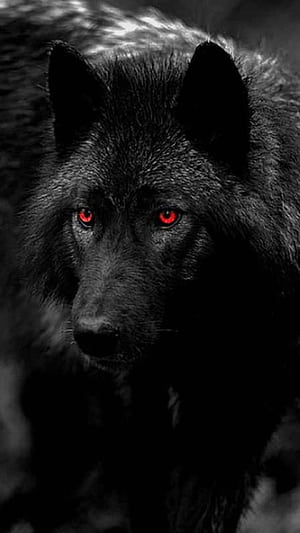Wolf iPhone, HD phone wallpaper