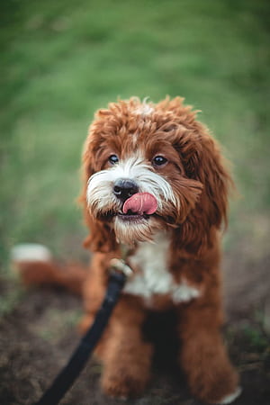 Cavapoo, HD phone wallpaper