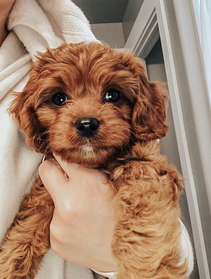 Cavapoo, HD phone wallpaper