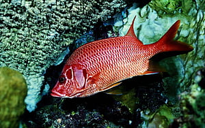 Red Snapper, HD wallpaper
