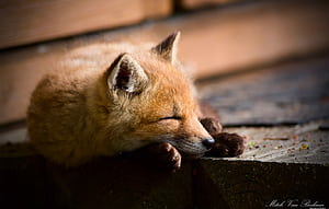 Sleeping Fox, HD wallpaper