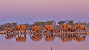 Bing Archive, Kruger National Park, HD wallpaper