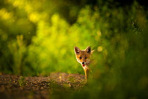 Spring Fox , Background, HD wallpaper
