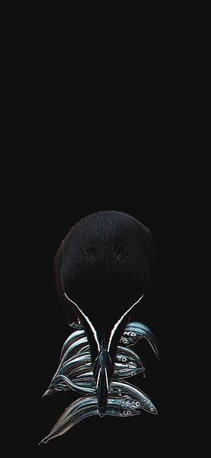 Razorbill, HD phone wallpaper