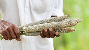 Millets, HD wallpaper