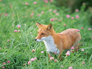 Spring Fox, HD wallpaper
