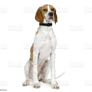 Pointer Dog, HD phone wallpaper