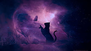 Night Cat, HD wallpaper