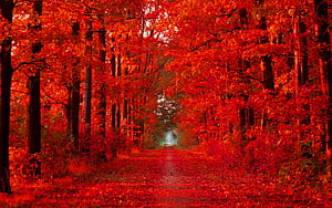 Time For Fall Computer, HD wallpaper