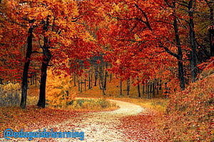WHEN AUTUMN CAME BY FAIZ AHMED FAIZ. EXPLANATION, FULL SUMMARY WITH QUESTIONS AND ANSWERS FOR BOARD EXAM, HD wallpaper