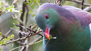 Kererū. NZ pigeon. New Zealand Garden Bird Survey, Kereru, HD wallpaper
