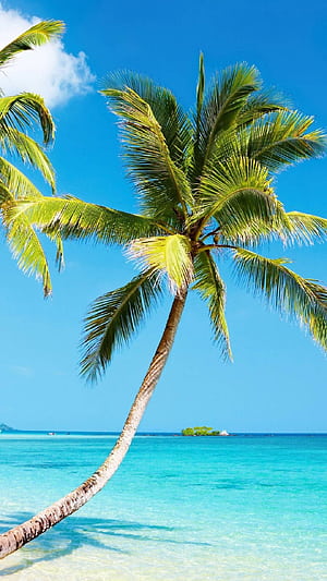 iPhone Bent Coconut Tree On Beach, Coconut Trees, HD phone wallpaper