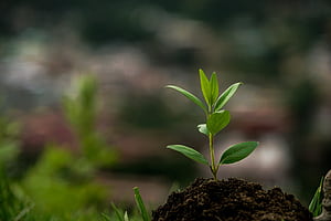 Sapling ., HD wallpaper