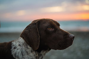Pointer Dog, HD wallpaper