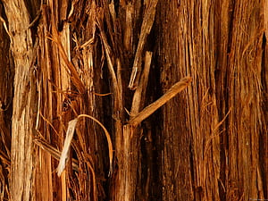 Cedar Tree, HD wallpaper