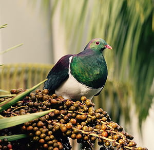 Kereru, New Zealand Wood Pigeon, pigeon, fruits, HD wallpaper