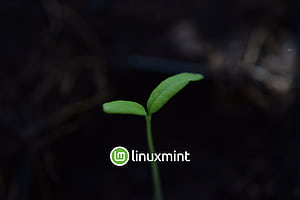 Linux Mint + Plant, Linux, technology, linux mint, HD wallpaper