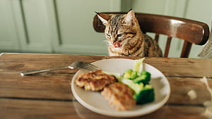 Can Cats Eat Corn? Let's Talk About Obligate Carnivores, Cat Eating Chips, HD wallpaper