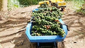 pepper, HD wallpaper