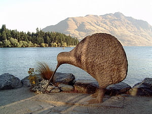 New Zealand Kiwi Queenstown, New Zealand Birds, HD wallpaper