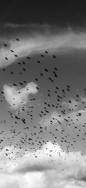 iPhone X . birds sky animal fly cloud nature flare dark bw, Flock of Birds, HD phone wallpaper