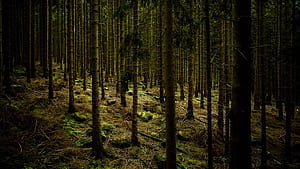dark, forest, trees, gloomy 16:9 background, HD wallpaper