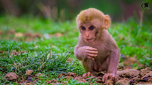 Monkey, HD wallpaper