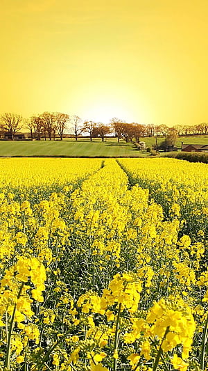 Golden Canola Flowers iPhone 8, Mustard Flowers, HD phone wallpaper