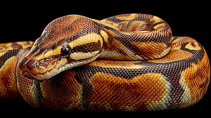 Ball Python Reptile, reptile, Ball Python, snake, python, close-up, HD wallpaper