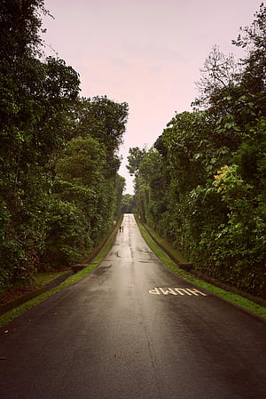 Rain Forest , The BEST Rain Forest &, Rainy Woods, HD phone wallpaper