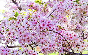 Bunga Sakura Background Bunga, HD wallpaper