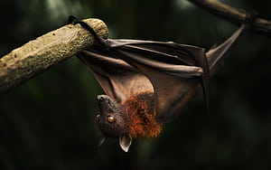 Small Bat, HD wallpaper