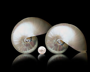 Pearl Shell & Shell, HD wallpaper