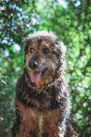 Mongrel, HD phone wallpaper