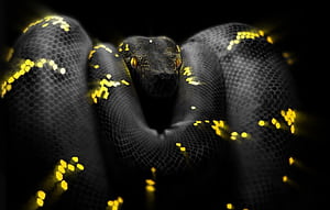 Python Snake Background 75646, Black Python, HD wallpaper