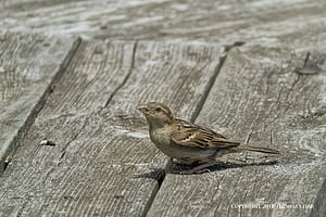 Test of Small Birds Taking Flight at 60 FPS Sensor graphy, German Sparrow, HD wallpaper